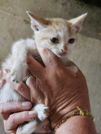 Gatinho de 2 meses para adoção