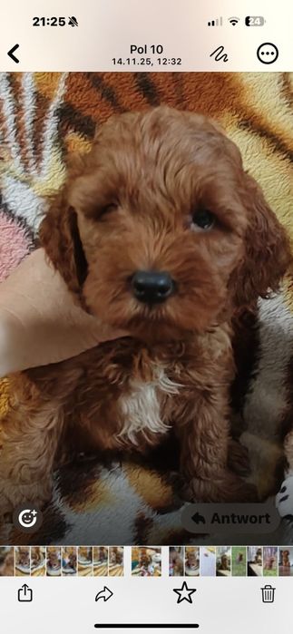 Cockapoo chłopiec z wyprawką