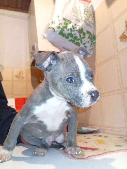 Companheiro de 4 patinhas