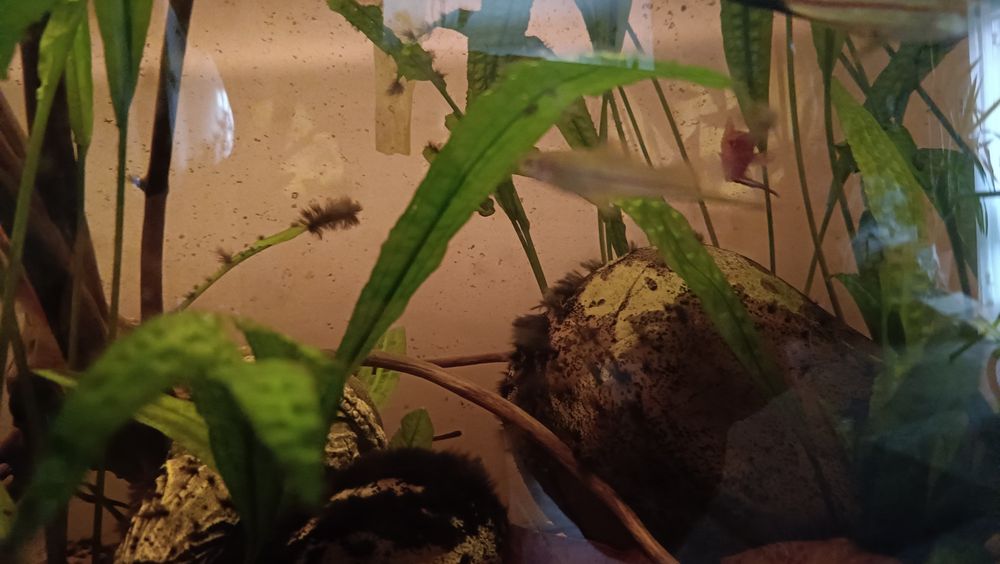 Sprzedam gupiki i mieczyki