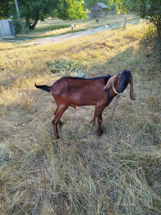 Продам дійних кіз.