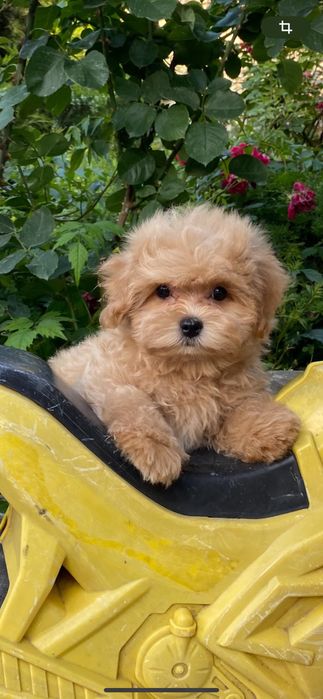 Малыш мальтипу ф1