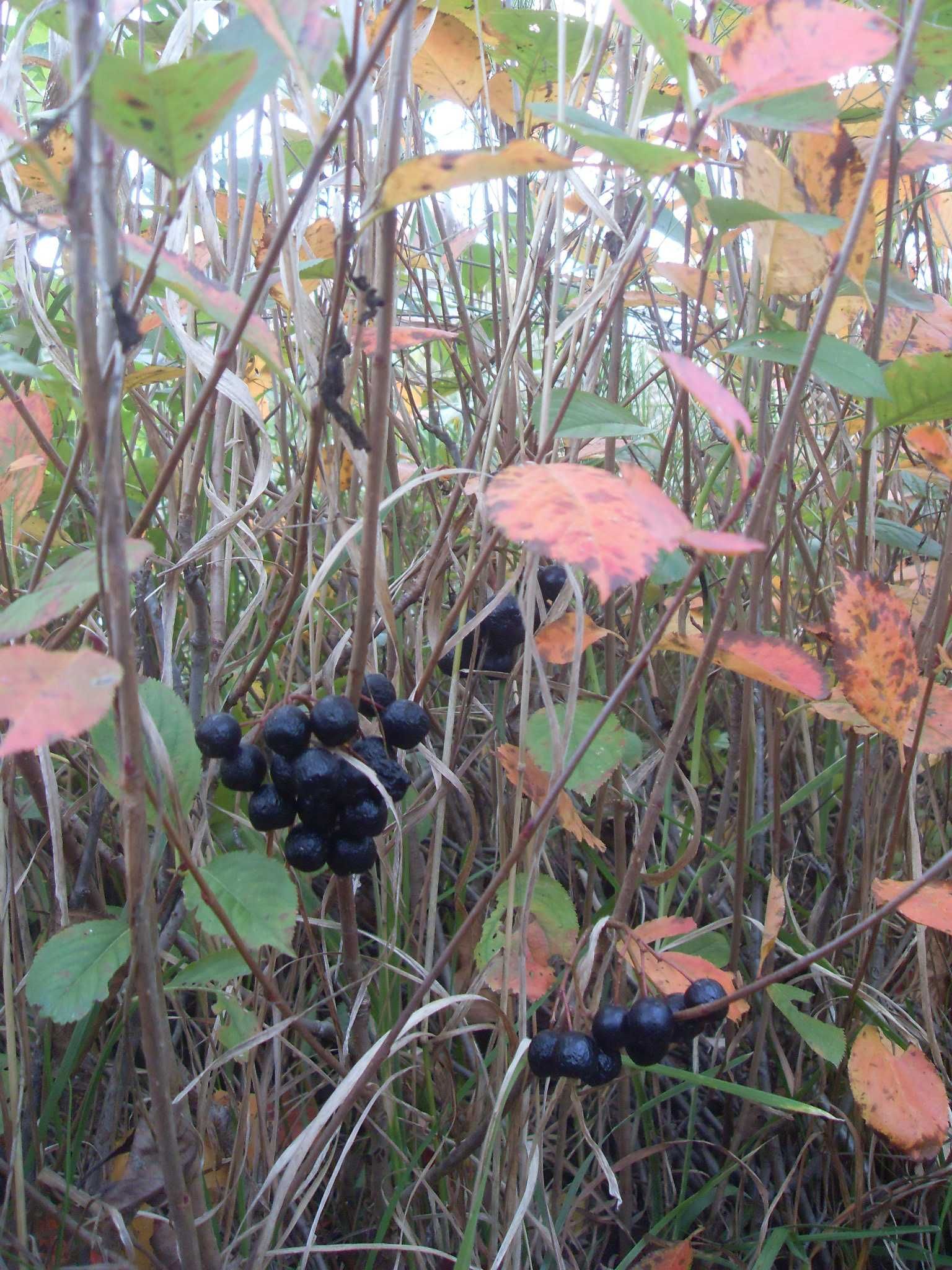 Aronia czarno owocowa sadzonki