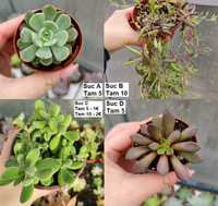 Suculentas: aeonium, echeveria, lithops etc