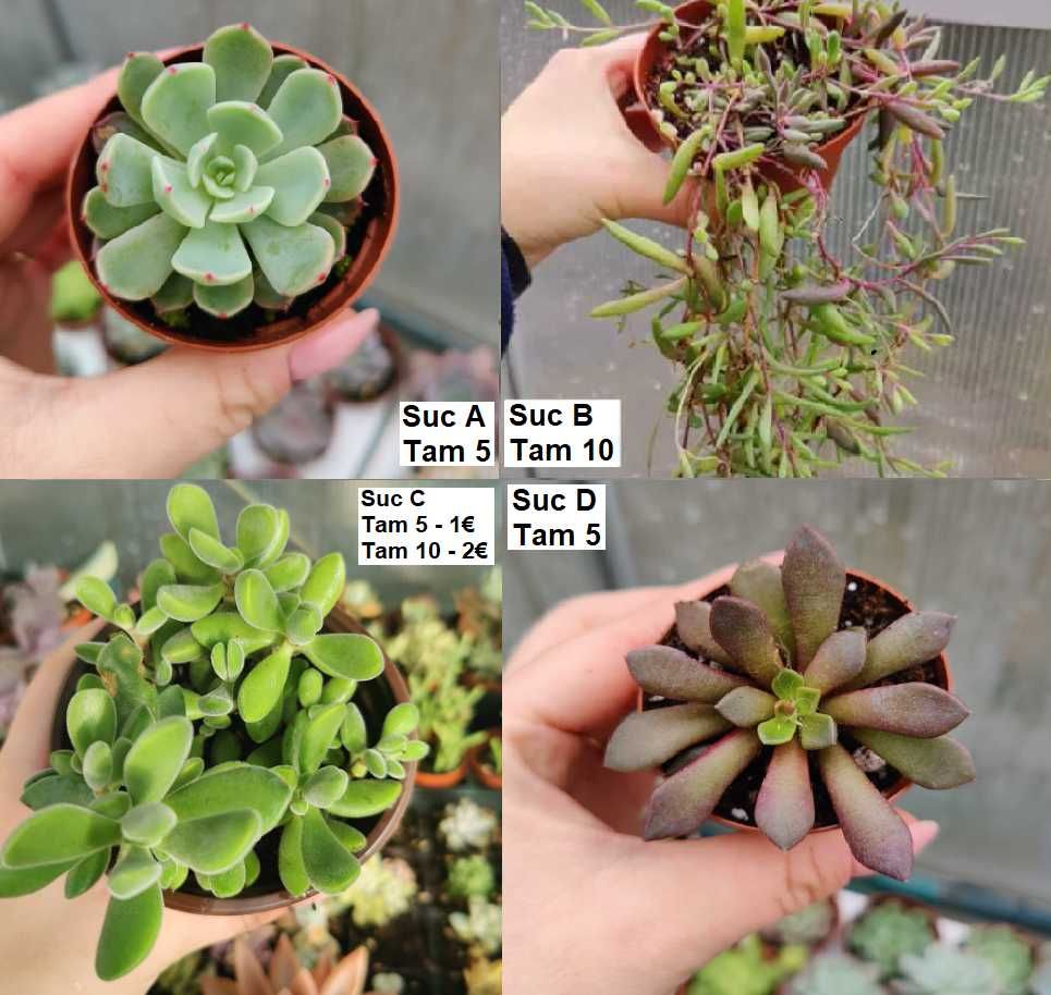 Suculentas: aeonium, echeveria, lithops etc