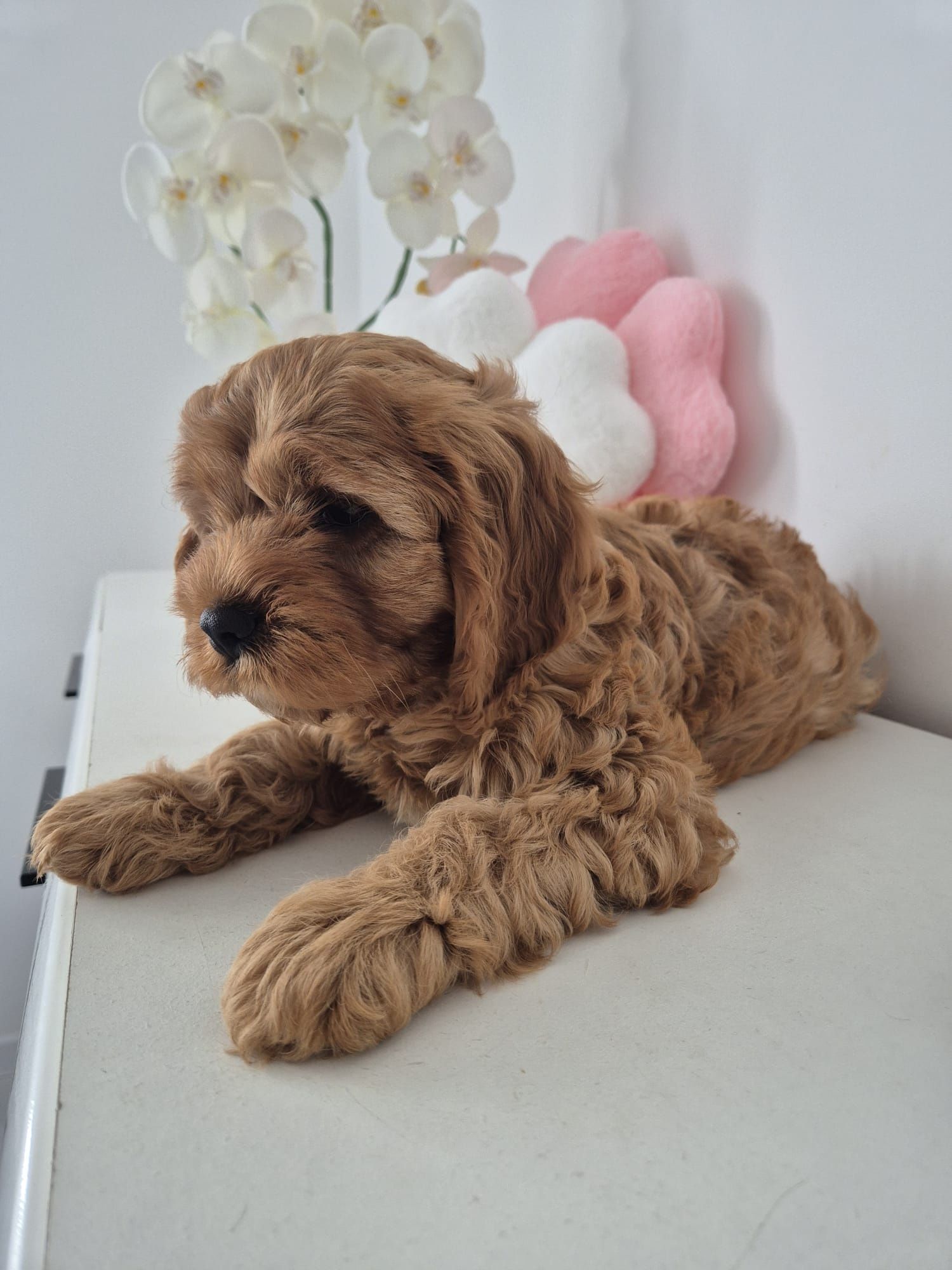 Piesio Cavapoo F1 Cavalier - Pudel