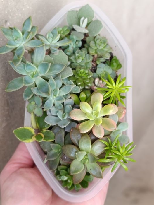 Сукуленти кімнатні