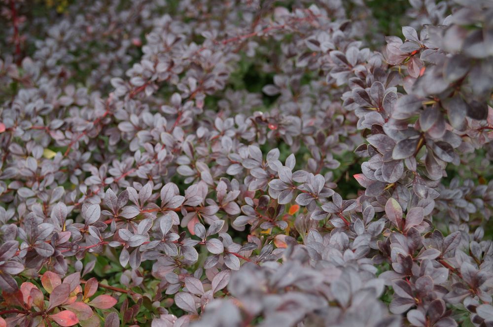 Berberys Thunberga 'Dart's Red Lady' (Berberis thunbergii) Poj. 2.0L