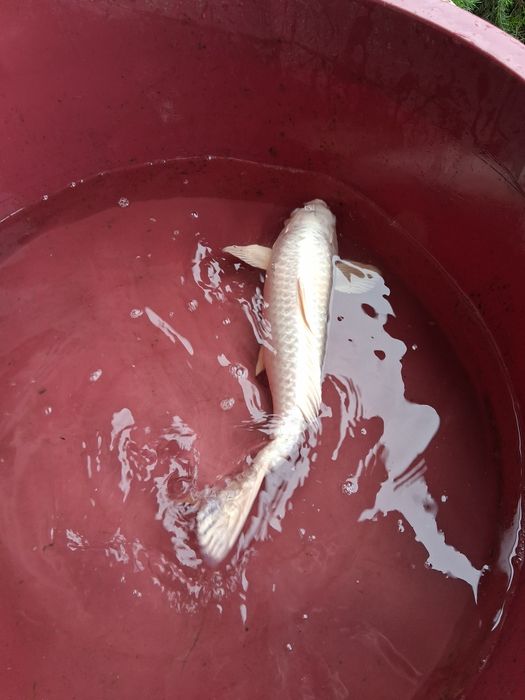 Carpa koi japonesa