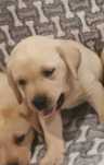 Labrador suczka biszkoptowa