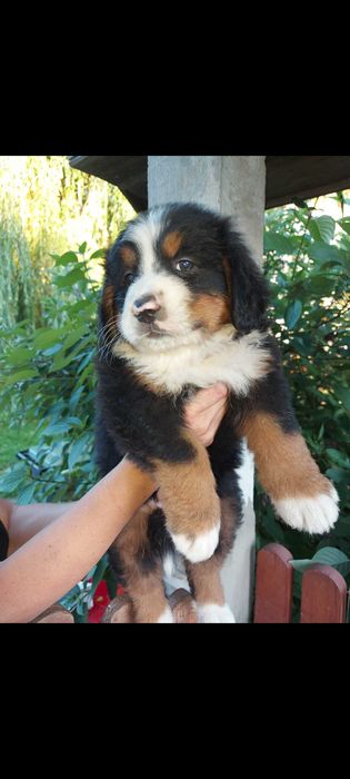 Berneński pies pasterski suczka