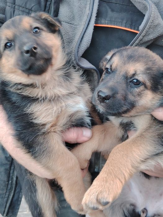 Pieski szukają domu