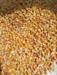 кукуруза продам кукурузу