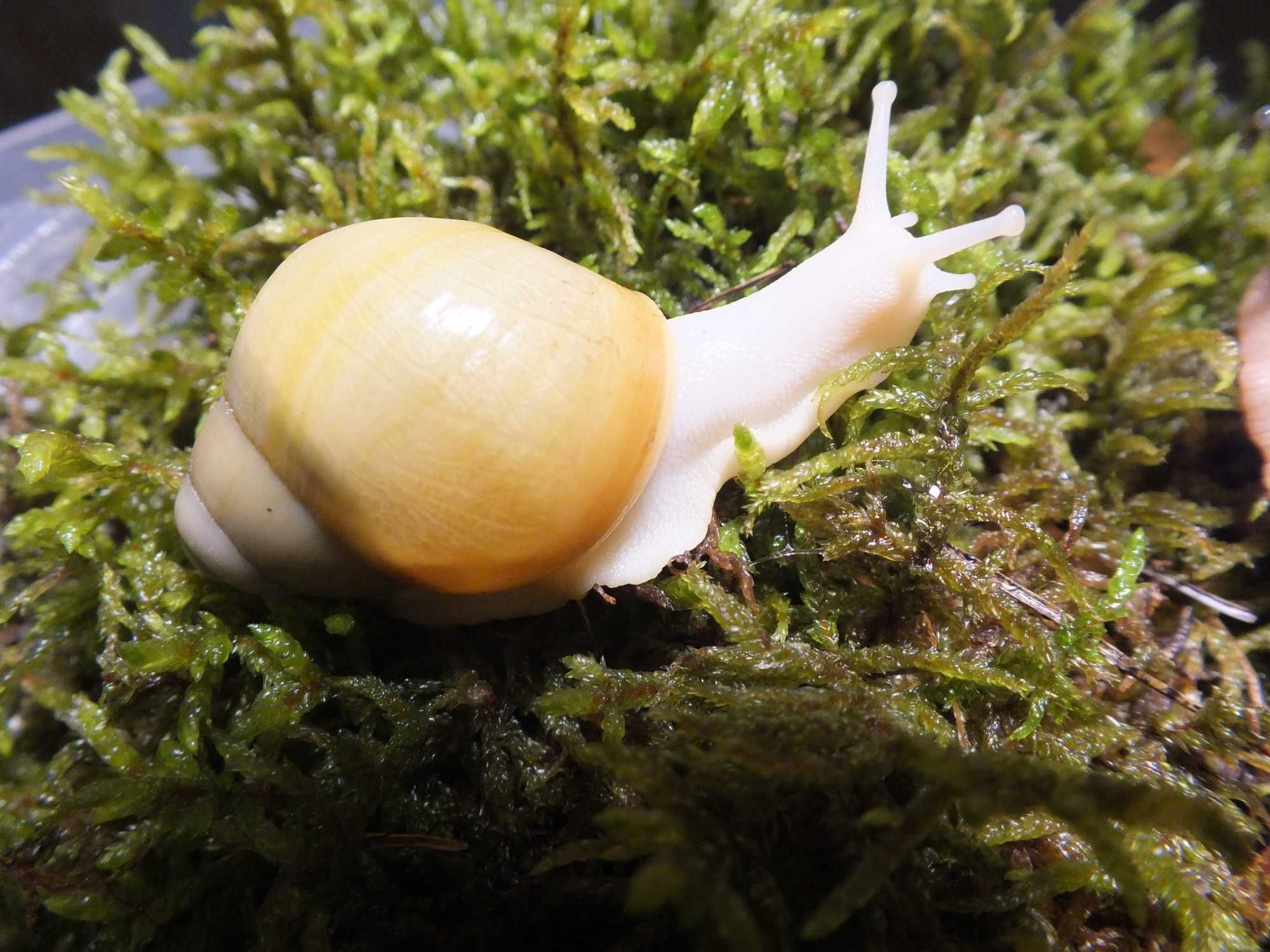 Улитки  Archachatina marginata (ssp) Ukrainian White Gold.