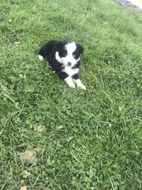 Suczka border collie