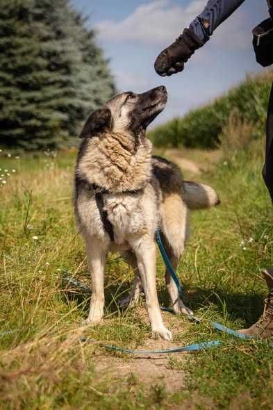 Łagodna delikatna Astra szuka domku