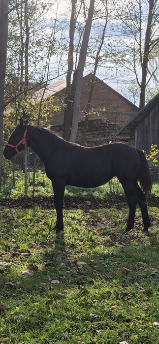 Klacz klaczka źrebica śląska