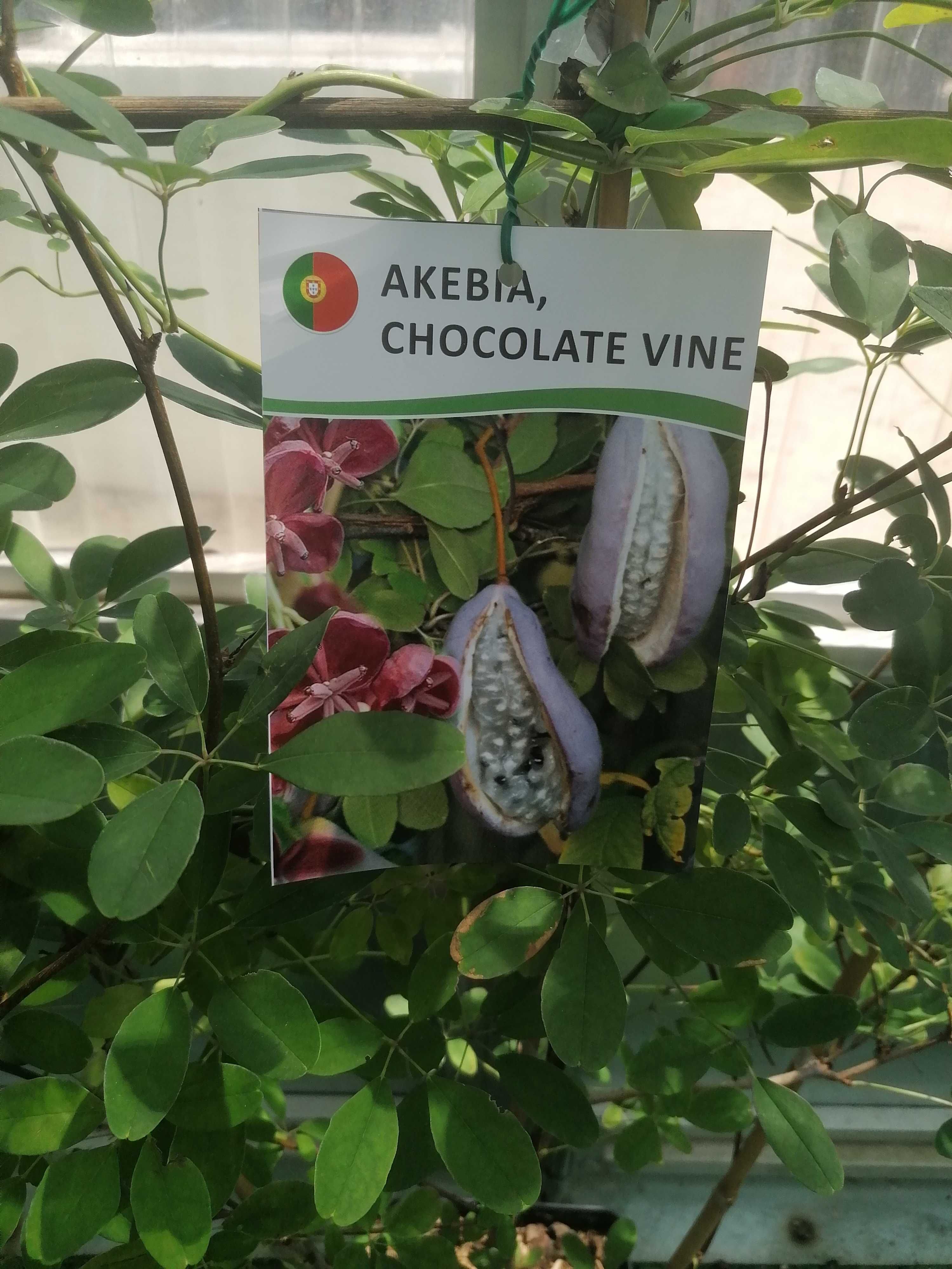 Akebia chocolate Vine