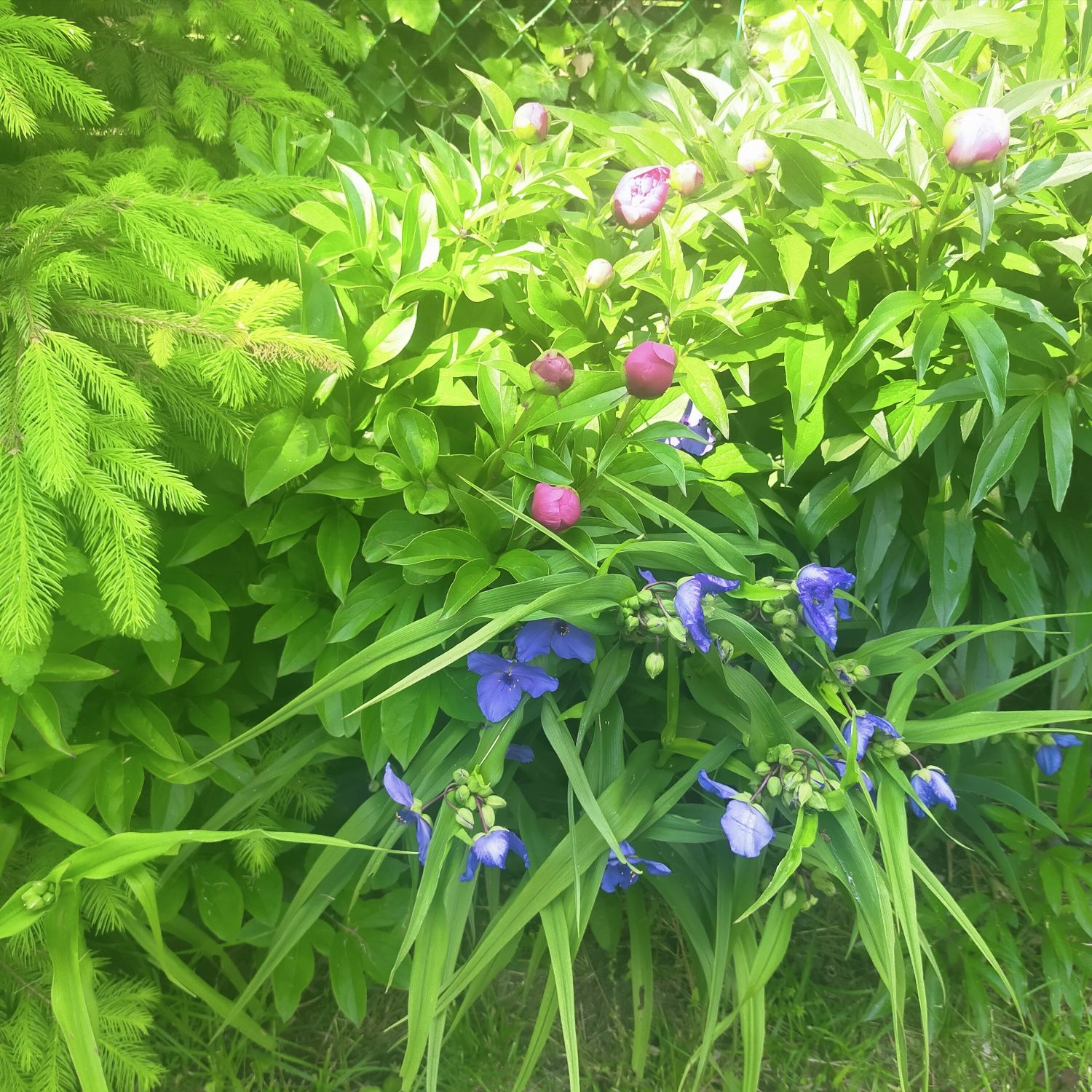 Do sprzedania kwiaty ogrodowe