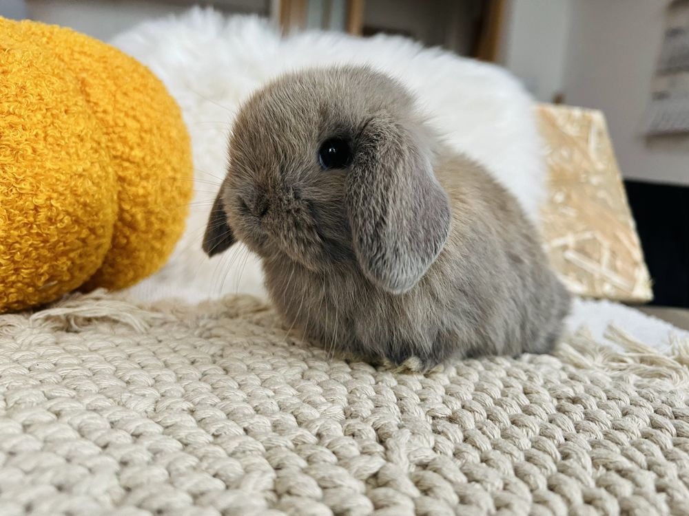 MINI LOP 100% króliki rasowe, HODOWLA - króliczek miniaturka, królik
