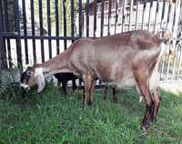Kozy Koza Anglonubijska 100% z Rodowodem po wykotach z mlekiem