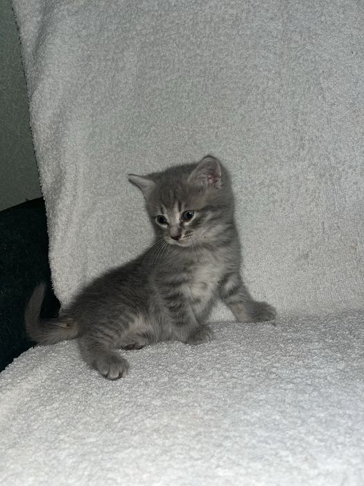 Кошенята хлопчики