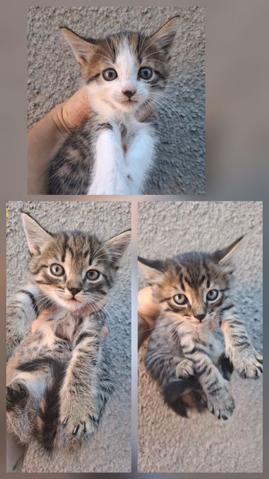Віддам кошенят в добрі руки
