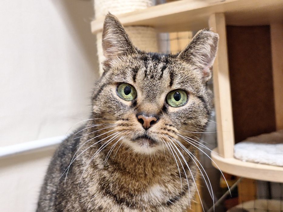 KICIA LOLA - piękna, spokojna koteczka, której umarł opiekun/Poznań