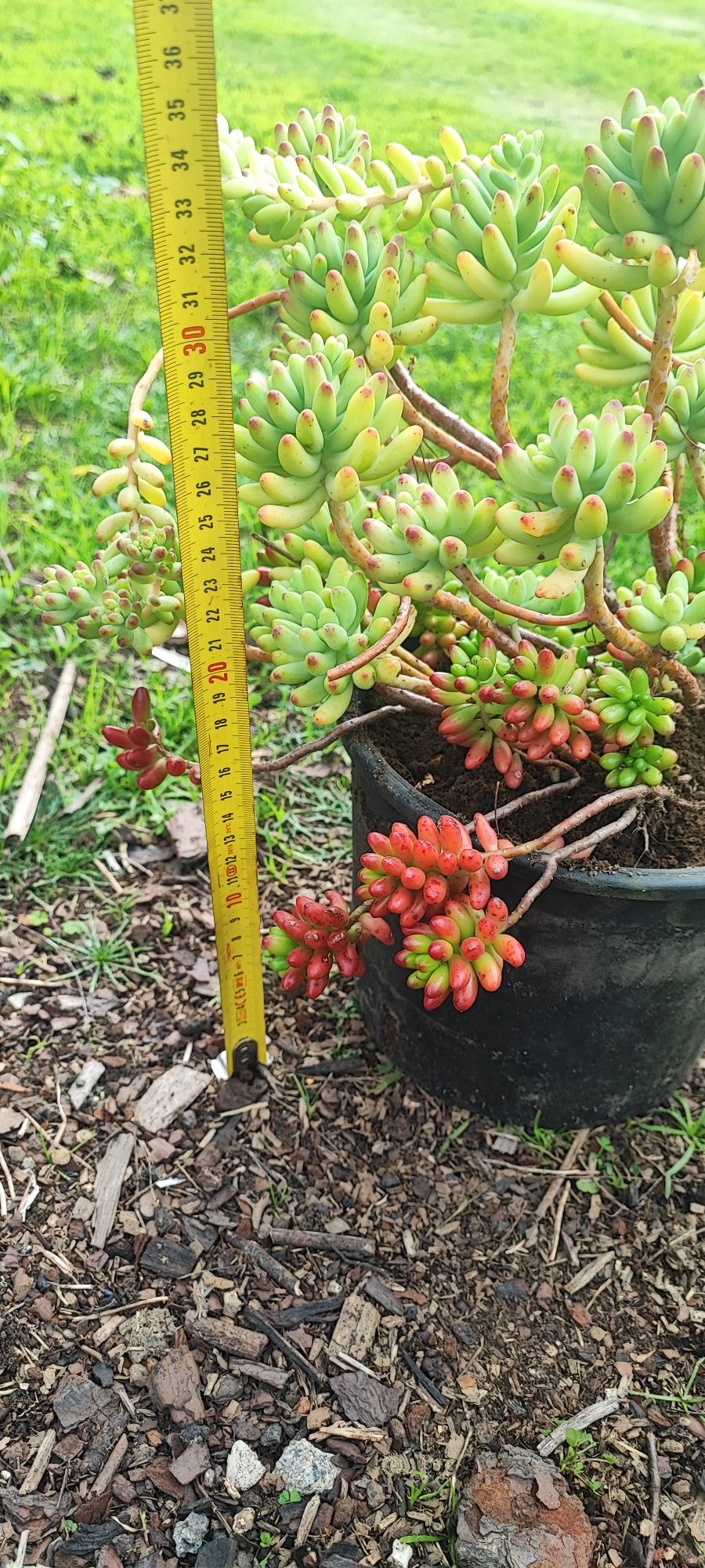 Planta suculenta
