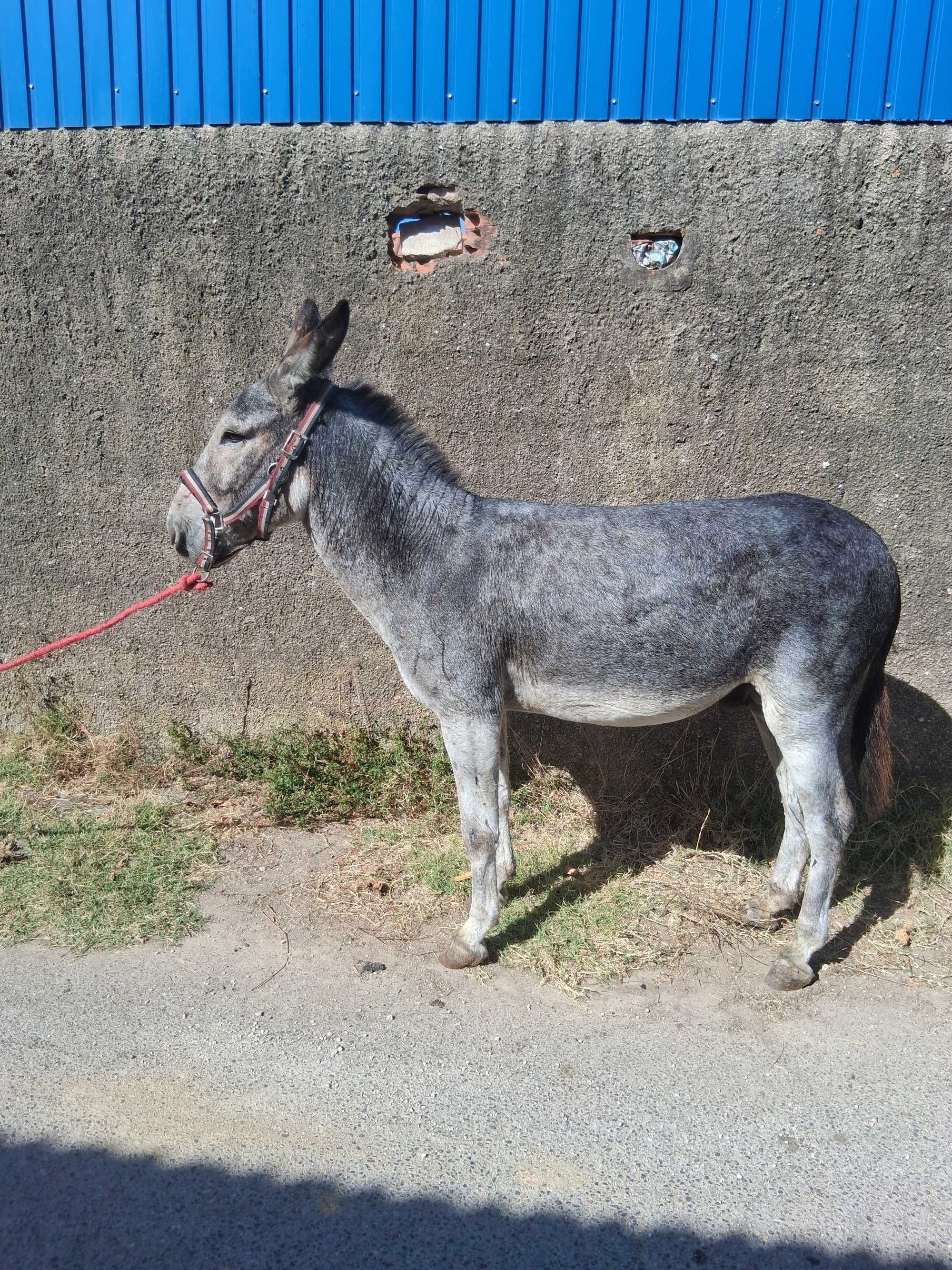 Vendo burro muito bonito