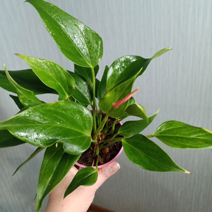 РАСПРОДАЖА Комнатных растений :зензи, монстеры, алоказии