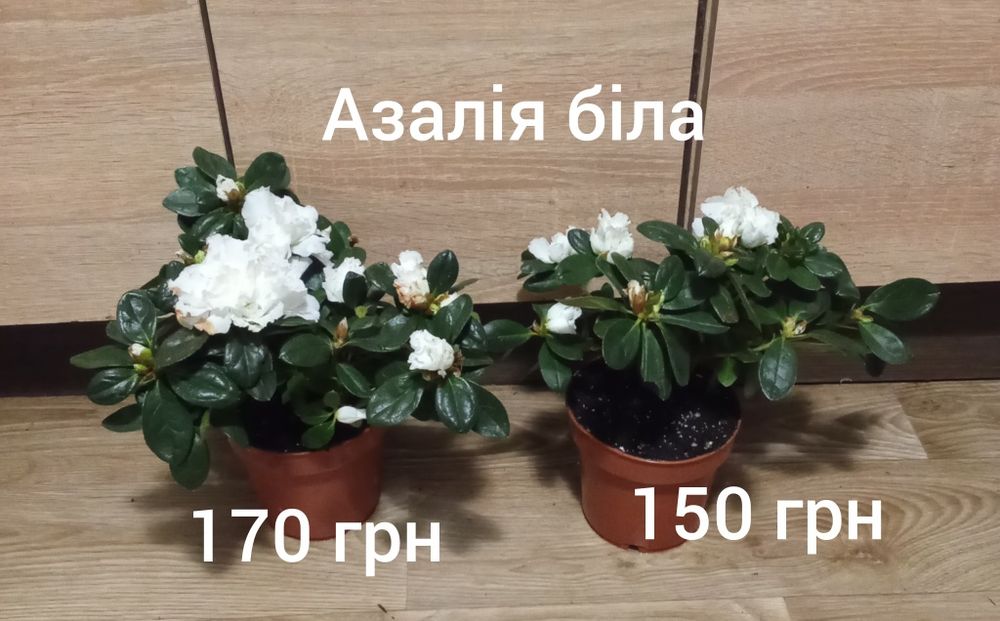 Азалія, драцена, нейтера, сансевієрія муншайн, маранта, хомаломена