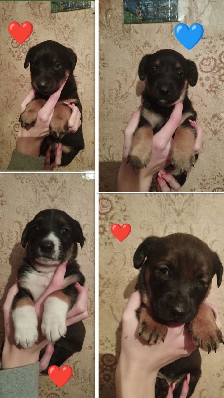 Безкоштовно віддам собак