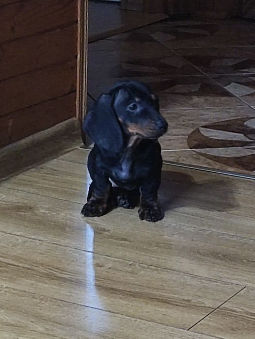 Jamnik krótkowłosy czarny podpalany samczyk