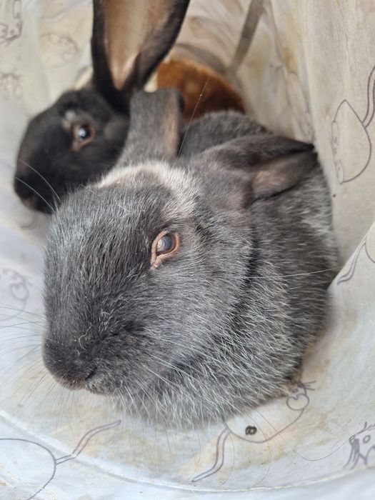 Sprzedam młode kroliki