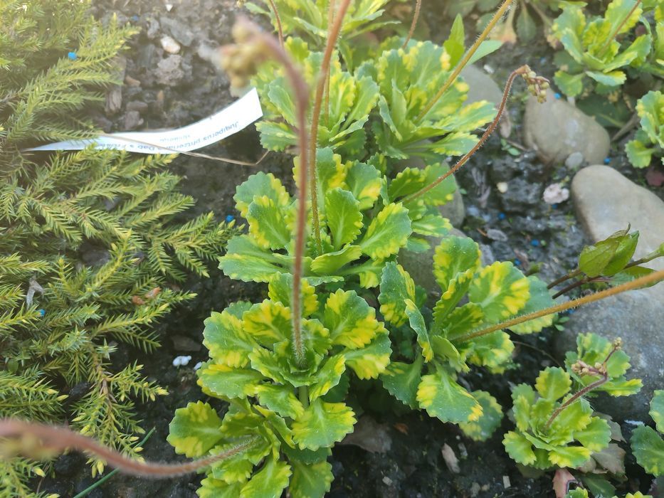 Айстра низькоросла, глобулярія, крилотичинник, примули, герань,брунера