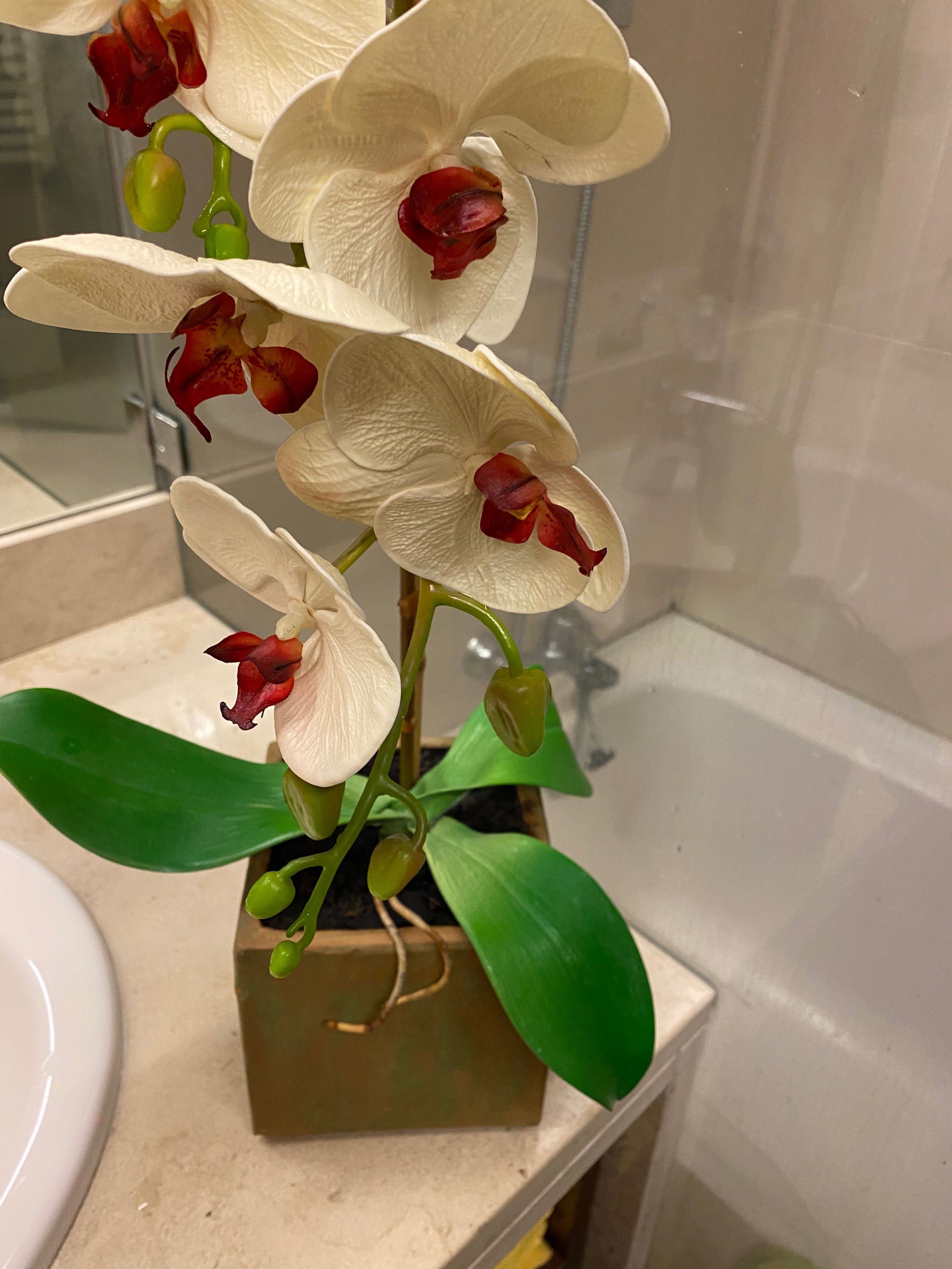 Orquídea com vaso