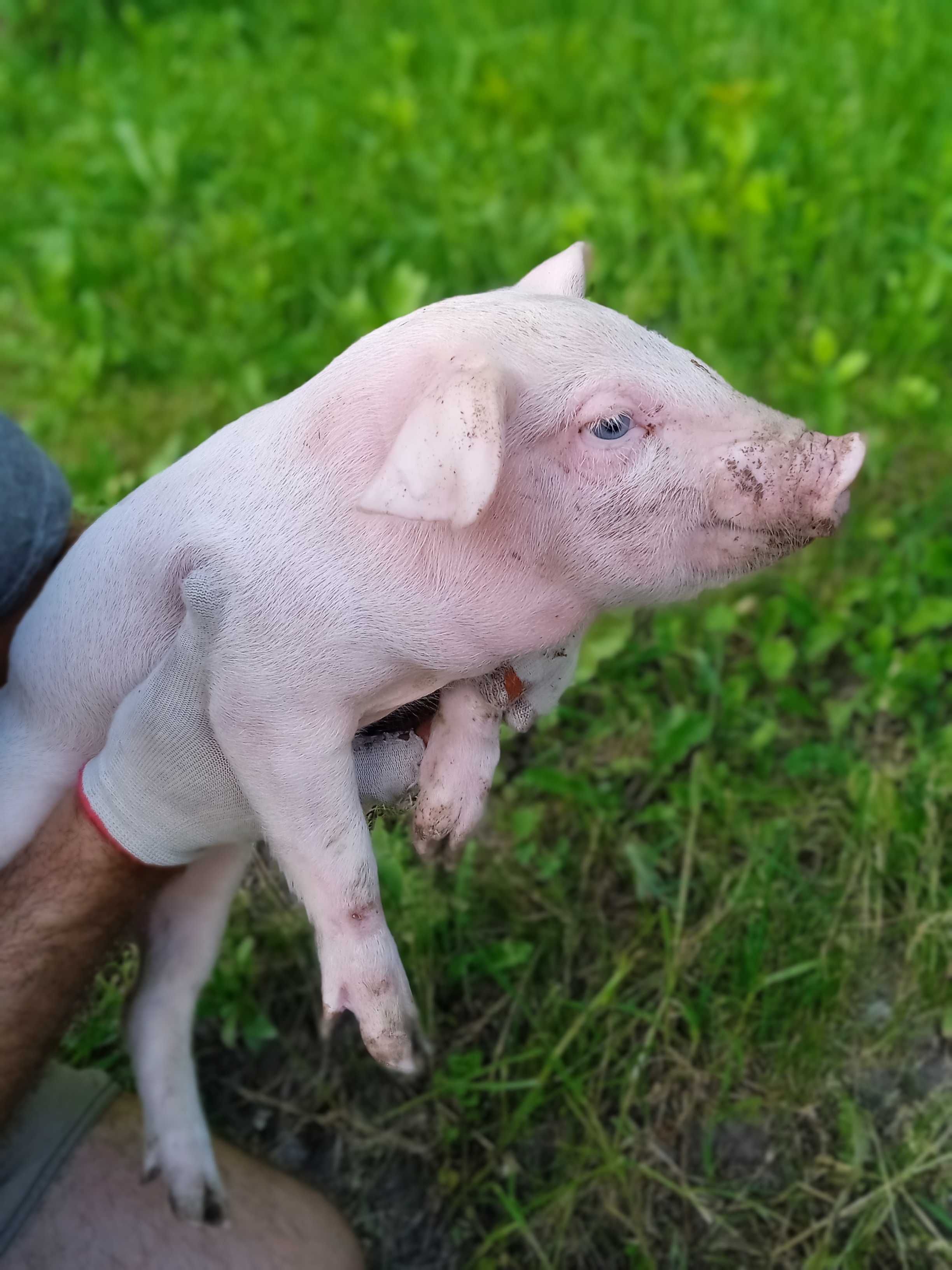 Продам малі свині