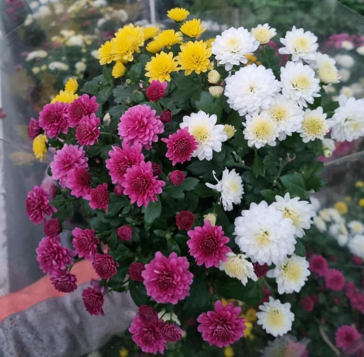 Wyprzedaż! Chryzantemy drobnokwiatowe kompozycje10-15zł