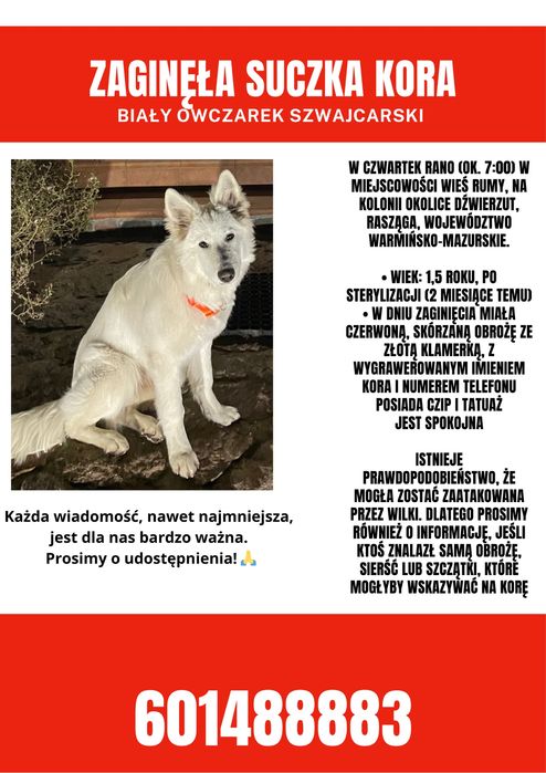 Zaginiona zagineła suczka biała owczarka szwajcarskiego