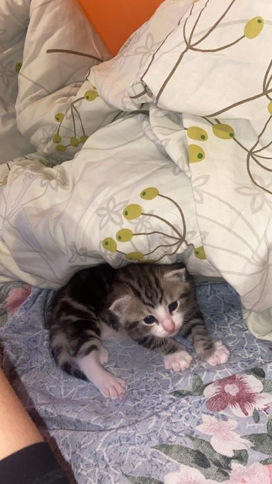 Oddam kotka młodego z mamą