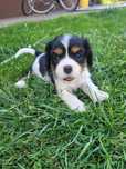 Suczka Cavalier King Charles Spaniel z rodowodem