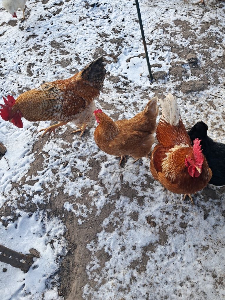 Продам інкубаційні яйця домашніх курей