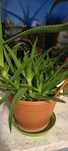 Aloes Sadzonka alesu