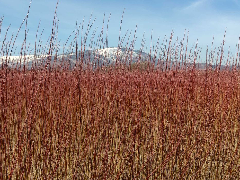 Wiklina amerykanka sucha nie sortowana.