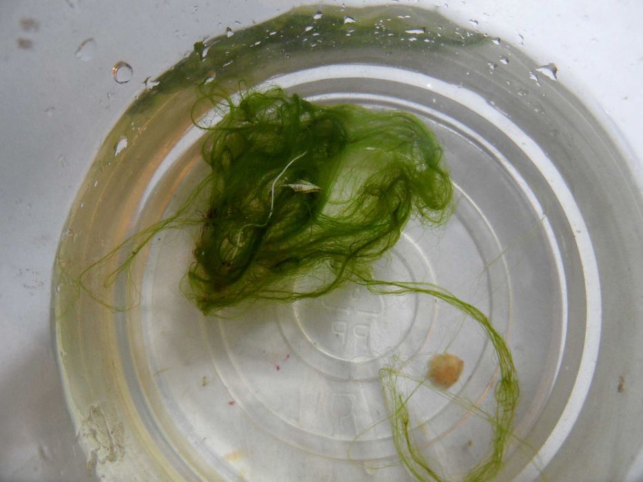 Seachem Flourish Excel 500ml 3x