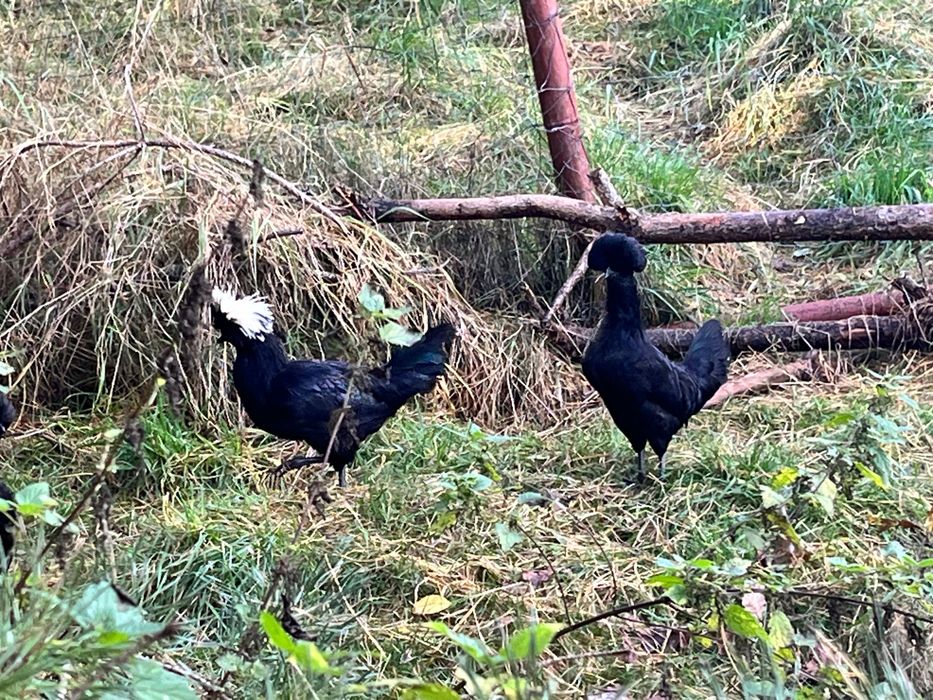 Kurki, koguty czubatki