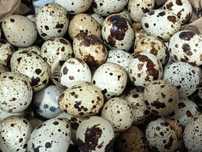 Ovos de codornizes gigantes
