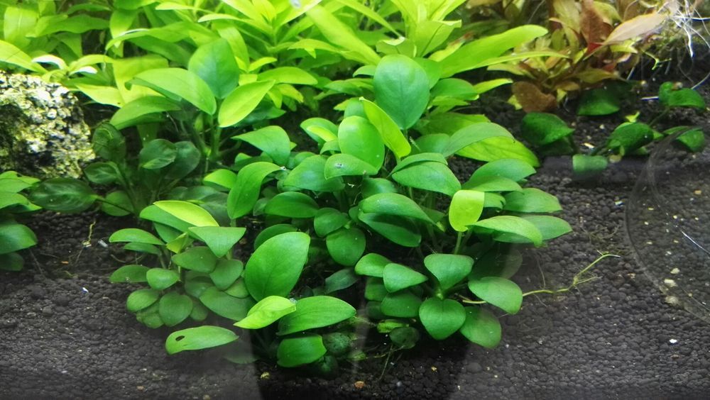 Plantas de aquário - Alternanthera 'Pink'/Bucephalandras/Cryptocorynes