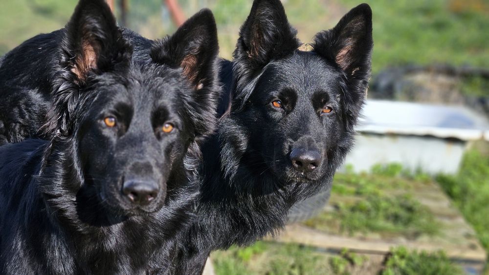 Owczarek Staroniemiecki Czarny